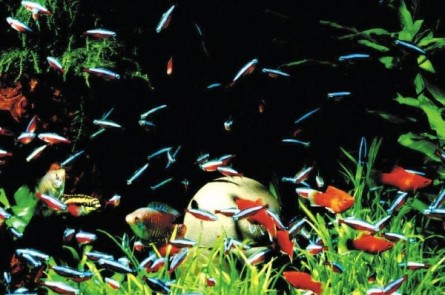 Wasserwechsel beim Aquarium leicht gemacht