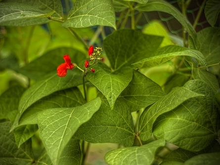 Der Steiermark fehlen Käferbohnen