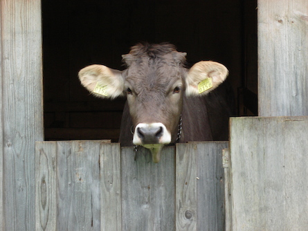 Österreich: Rinderexport wichtiges Standbein
