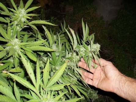 Cannabis Science startet vorklinische Studien zu cannabinoiden Arzneimitteln