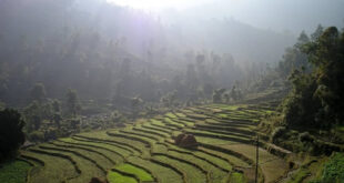 Nepal Reisterrassen
