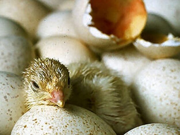 EU-Kommission überprüft Produktion von Bio-Eiern in Deutschland