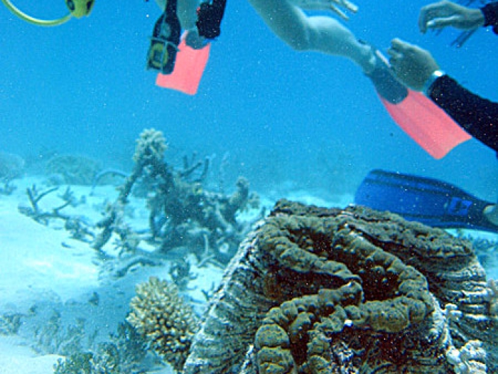 Meeresforscher: Klimawandel vernichtet die Korallenriffe der Welt