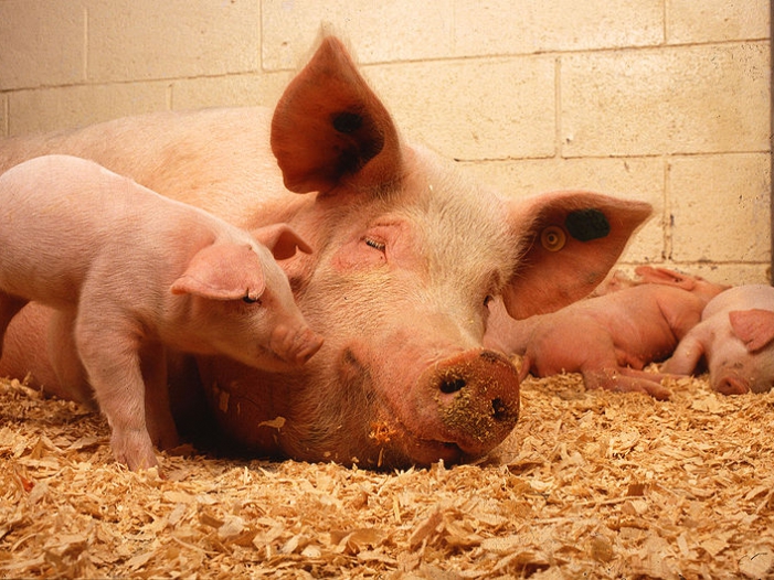 Schweine in Mastbetrieb, über dts Nachrichtenagentur