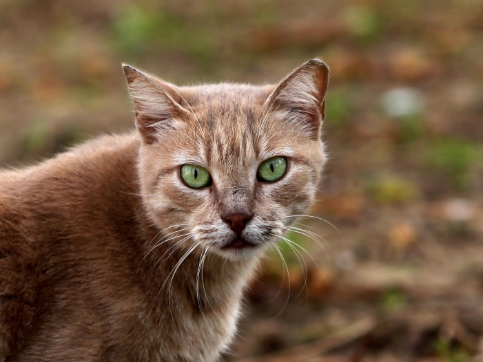 Sachsen-Anhalt bereitet Kastrationspflicht für Katzen vor