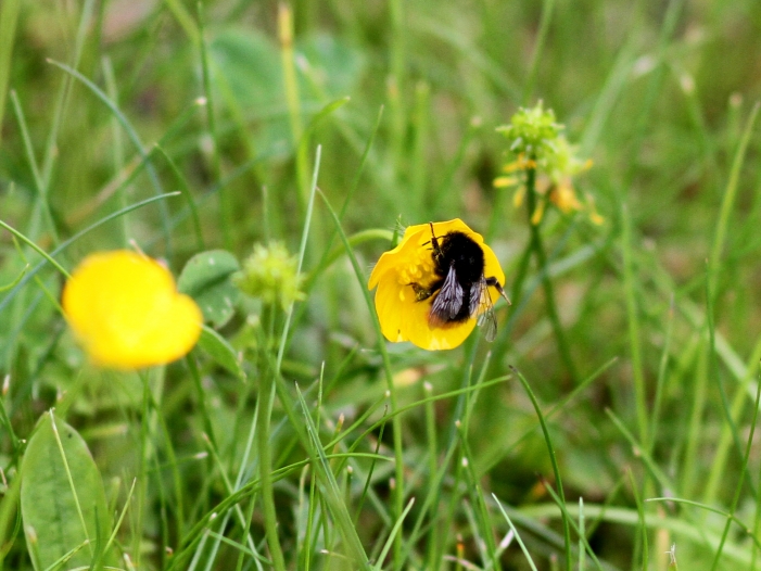Agrarminister Schmidt kritisiert Studie zu Insektensterben