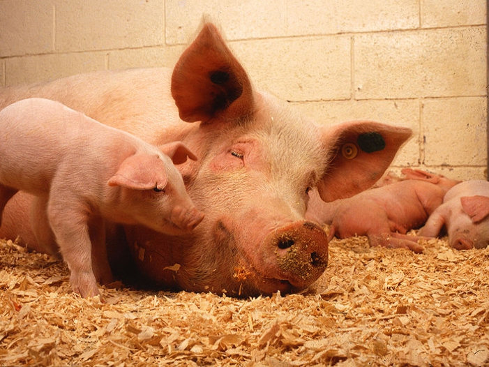 Sachsen-Anhalt will Regeln für Schweinehaltung verschärfen