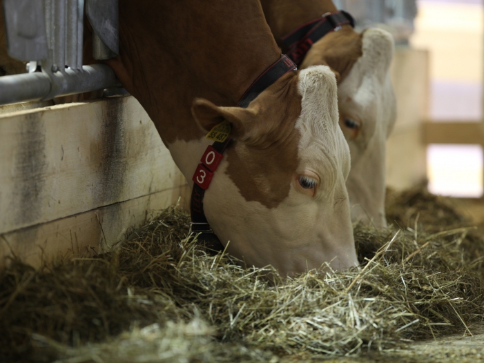 Bauernfunktionär: Viele Landwirte sind überfordert