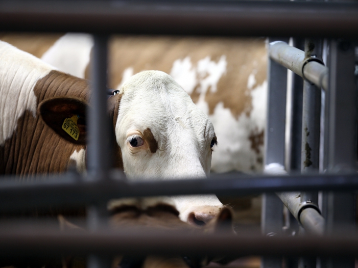 Kälberpreise in Deutschland stark eingebrochen