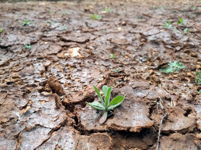 Landwirte und Waldbesitzer befürchten drittes Dürrejahr in Folge Landwirte und Waldbesitzer befürchten drittes Dürrejahr in Folge