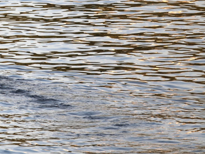 WWF fordert Rückbau von obsoleten Barrieren in Flüssen WWF fordert Rückbau von obsoleten Barrieren in Flüssen
