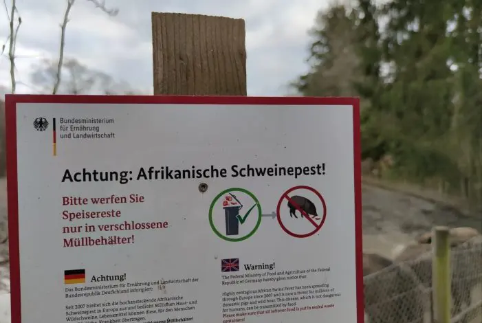 Afrikanische Schweinepest im Landkreis Meißen nachgewiesen 