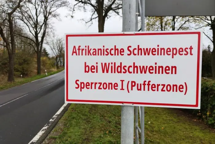 Schweinepest bei Wildschein in Mecklenburg-Vorpommern nachgewiesen 