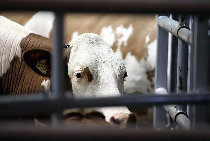 Bundesregierung will ganzjährige Anbindehaltung von Kühen beenden 