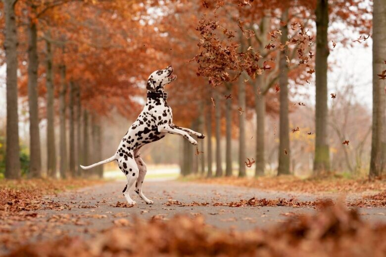 Hunde OP-Versicherung – welche ist die Beste?