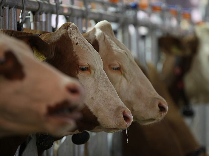 Antibiotikaabgabe in der Tiermedizin erneut gesunken