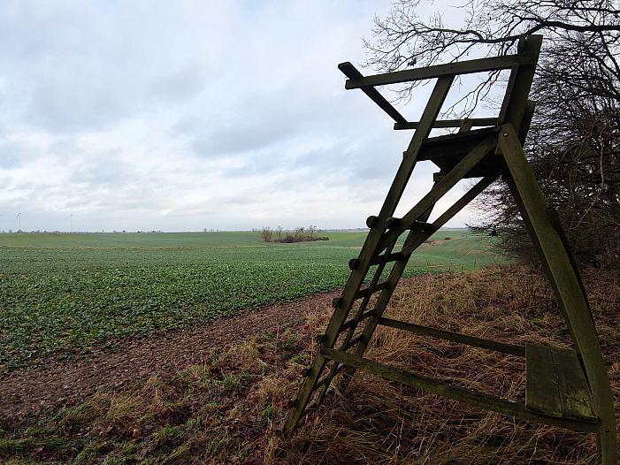Landkreistag will "Abschusspläne" zur Jagd von Wölfen