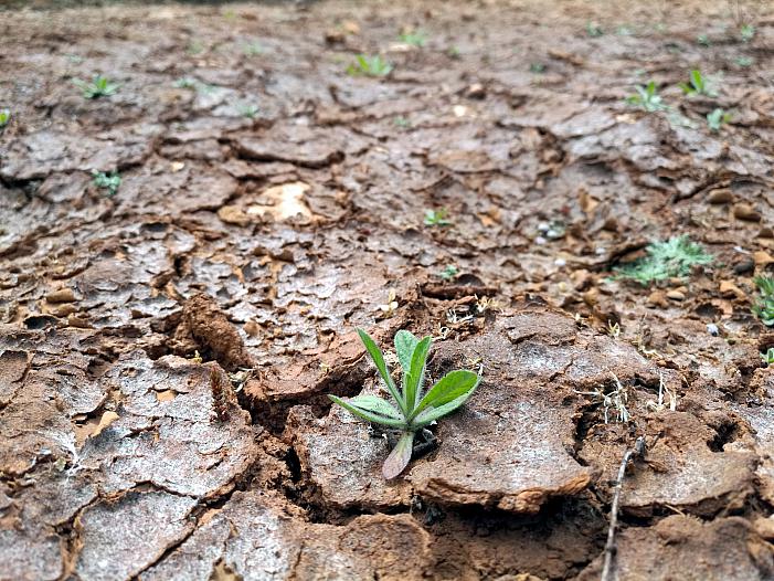 Immer neue Hitzerekorde beunruhigen Klimaforscher