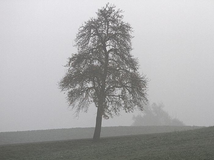 Großteil der Nebelunfälle ereignen sich auf Landstraßen