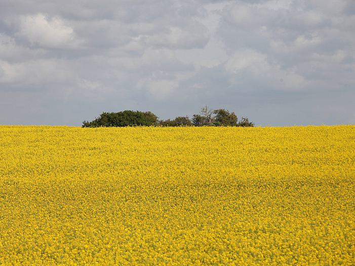 Erzeugerpreise landwirtschaftlicher Produkte sinken weiter Erzeugerpreise landwirtschaftlicher Produkte sinken weiter