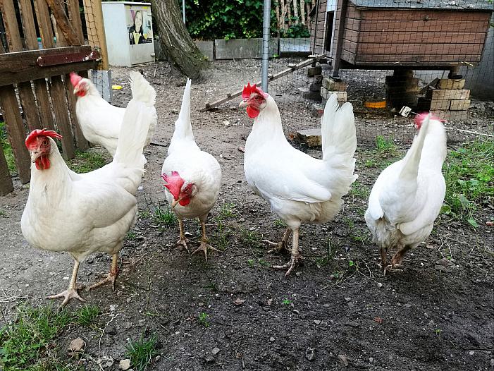 Geflügelpest-Ausbruch in Thüringen